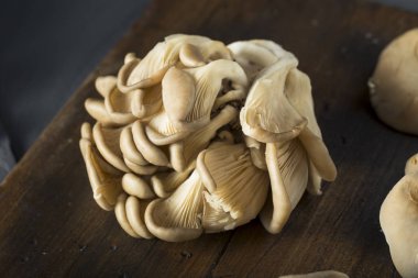 Ham organik istiridye mantar