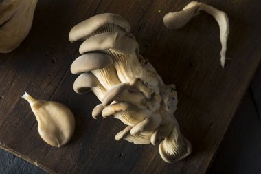 Ham organik istiridye mantar