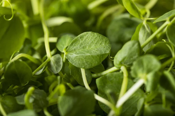 Organic Raw Green Pea Shoots — Stock Photo, Image
