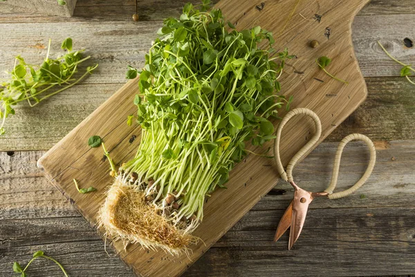 Bio-rohe grüne Erbsensprossen — Stockfoto