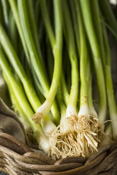 Cebollas verdes orgánicas crudas —  Fotos de Stock