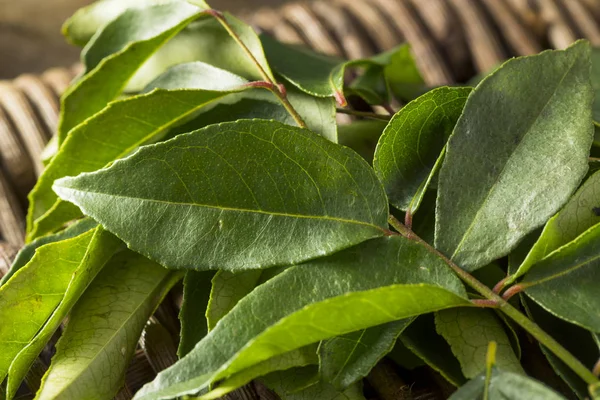 Raw Green Organic Curry Leaves — Stock Photo, Image