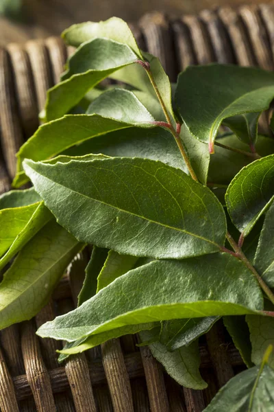 원시 녹색 유기 카레 잎 — 스톡 사진