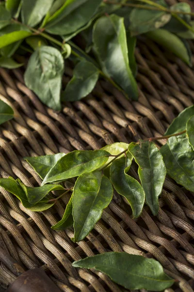 원시 녹색 유기 카레 잎 — 스톡 사진