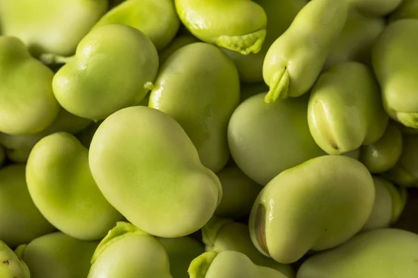 Rohe Bio-frische grüne Fava Bohnen — Stockfoto