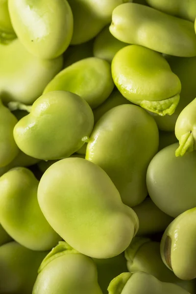 Rauwe biologische verse groene Fava Beans — Stockfoto