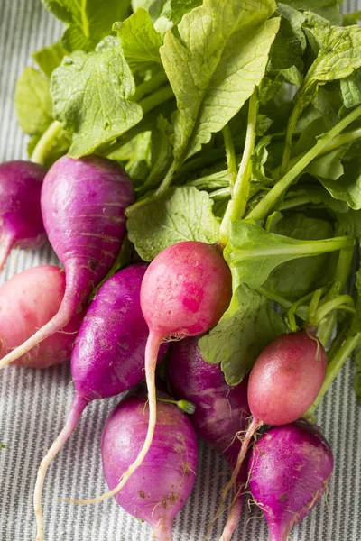 Rosa orgânico cru e rabanetes roxos — Fotografia de Stock