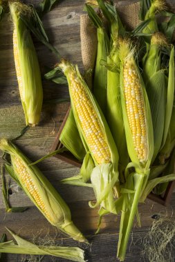 Üzerinde ham organik sarı mısır