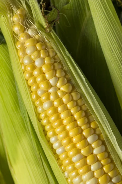 Сира органічна жовта кукурудза на коб — стокове фото