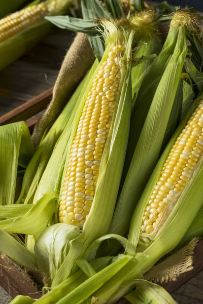Сира органічна жовта кукурудза на коб — стокове фото