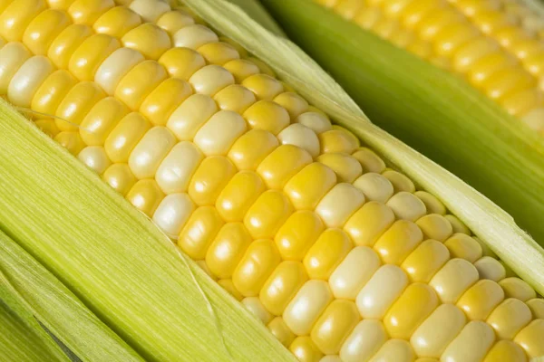 Raw Organic Yellow Corn on the Cob — Stock Photo, Image