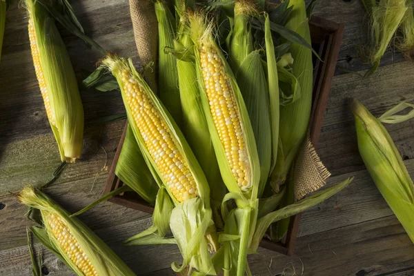 Rauwe biologische gele maïs op de kolf — Stockfoto