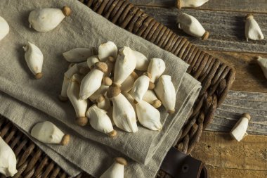 Ham organik bebek Kral istiridye mantar