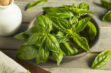 Ham yeşil organik fesleğen yaprağı