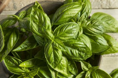 Ham yeşil organik fesleğen yaprağı