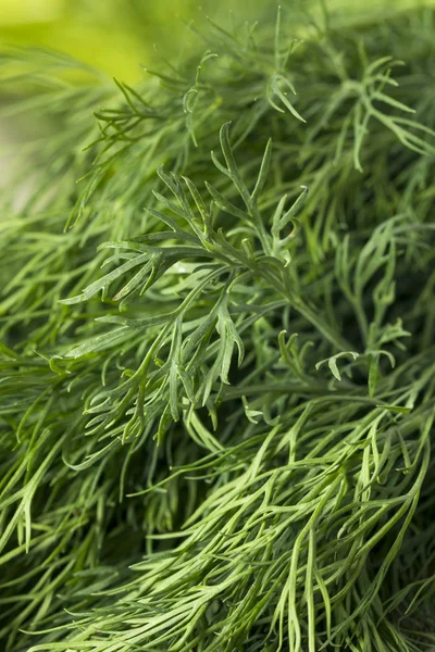 Raw Green Organic Whole Baby Dill — Stock Photo, Image