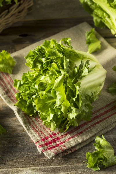 Raw Green Organic Escarole Lettuce — Stock Photo, Image