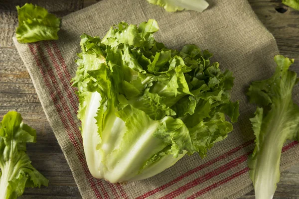 Lechuga de escarola orgánica verde cruda — Foto de Stock