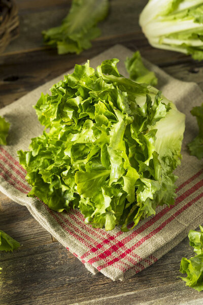 Raw Green Organic Escarole Lettuce