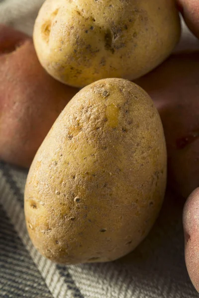 Patatas de bebé mezcladas orgánicas crudas — Foto de Stock