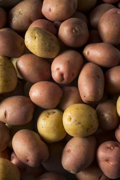 RAW ekologiczne Baby mieszane ziemniaki — Zdjęcie stockowe