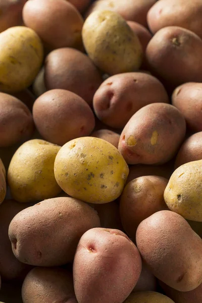 Patatas de bebé mezcladas orgánicas crudas — Foto de Stock