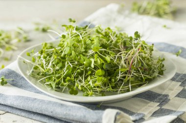 Sağlıklı ham organik Microgreens