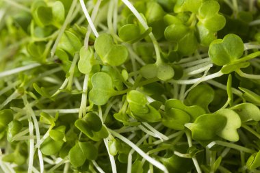 Sağlıklı ham organik Microgreens