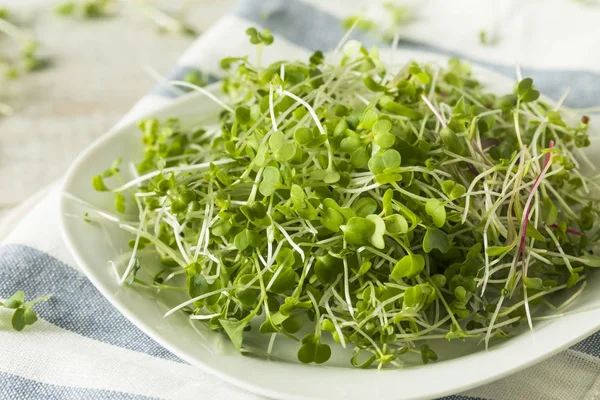 Υγιή ακατέργαστη βιολογική Microgreens — Φωτογραφία Αρχείου