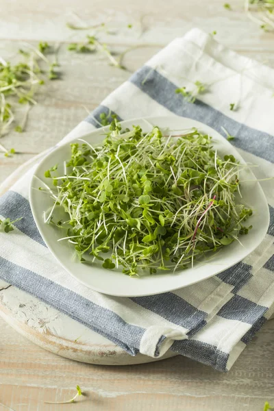 Egészséges nyers bio Microgreens — Stock Fotó