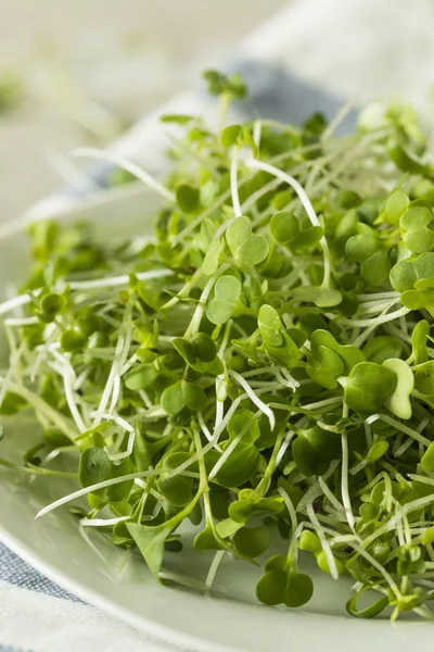 Sağlıklı ham organik Microgreens — Stok fotoğraf