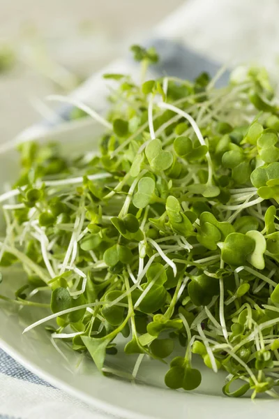 Microgreens orgánicos crudos saludables —  Fotos de Stock