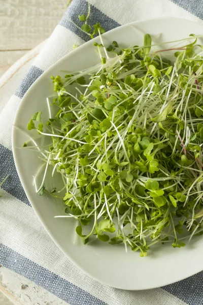 Egészséges nyers bio Microgreens — Stock Fotó