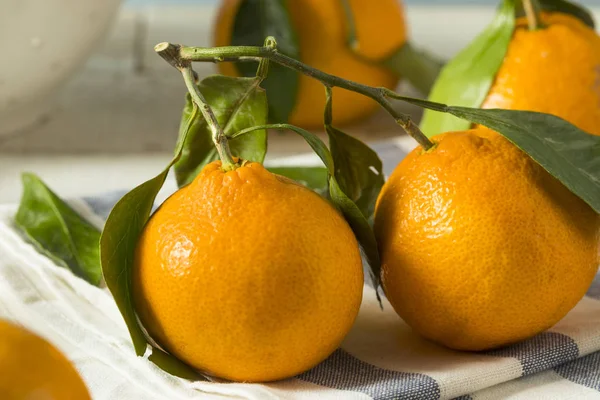 Υγιή ακατέργαστη βιολογική Satsuma Mandarin πορτοκάλια — Φωτογραφία Αρχείου