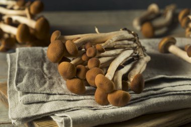 Ham kahverengi Pioppini mantar