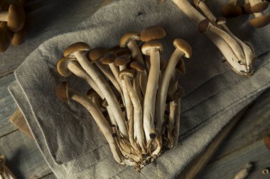 Ham kahverengi Pioppini mantar