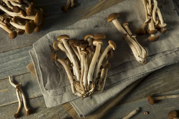 Rauwe bruine Pioppini paddestoelen — Stockfoto