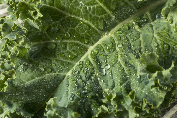 Ham yeşil organik kıvırcık lahana — Stok fotoğraf