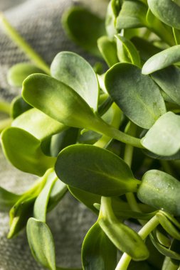 Ham yeşil organik ayçiçeği Microgreens