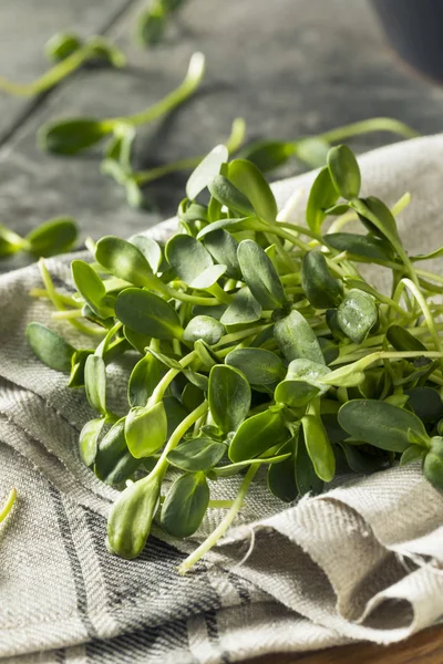 Raw Green Organic Sunflower Microgreens — Stock Photo, Image