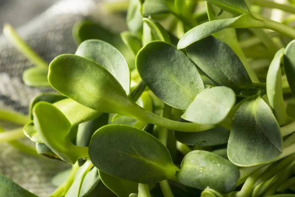 Ham yeşil organik ayçiçeği Microgreens — Stok fotoğraf
