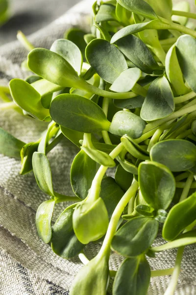 Rå grønn organisk solsikke Mikrogrønn – stockfoto