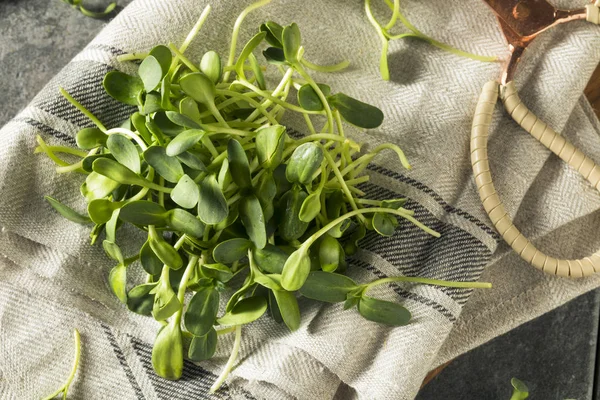 Nyers bio napraforgó zöld Microgreens — Stock Fotó