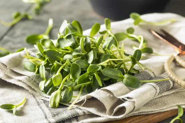 Ham yeşil organik ayçiçeği Microgreens — Stok fotoğraf