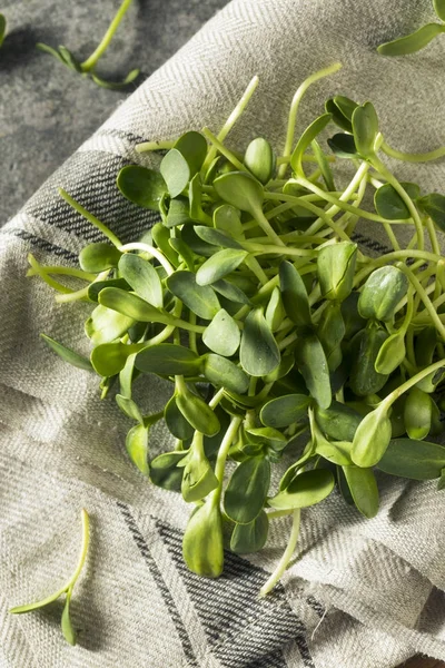Rå grønn organisk solsikke Mikrogrønn – stockfoto