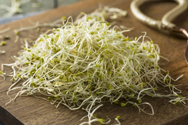 Brotes de alfalfa orgánica verde cruda —  Fotos de Stock