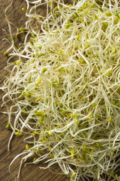 Syrové zelené bio Alfalfa klíčky — Stock fotografie