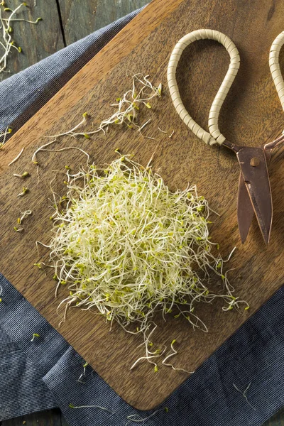 Syrové zelené bio Alfalfa klíčky — Stock fotografie