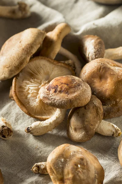 Gezonde biologische verse Shiitake paddestoelen — Stockfoto