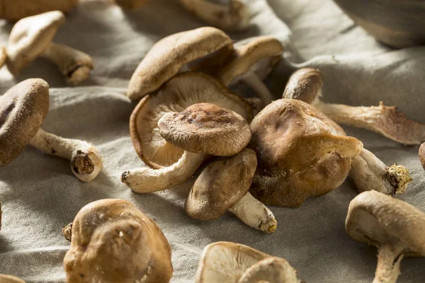Здоровые органические свежие шиитакские грибы — стоковое фото